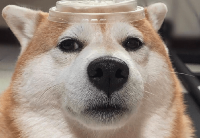 主人家让柴犬角色扮演游戏，变为一杯奶茶，狗：是不是你认为很幽默
