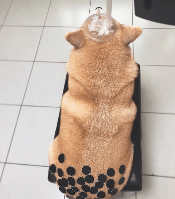 主人家让柴犬角色扮演游戏，变为一杯奶茶，狗：是不是你认为很幽默