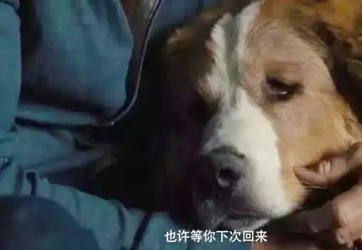狗狗老了走不动了，主人将它背在背上，即使被尿一身主人也不嫌弃