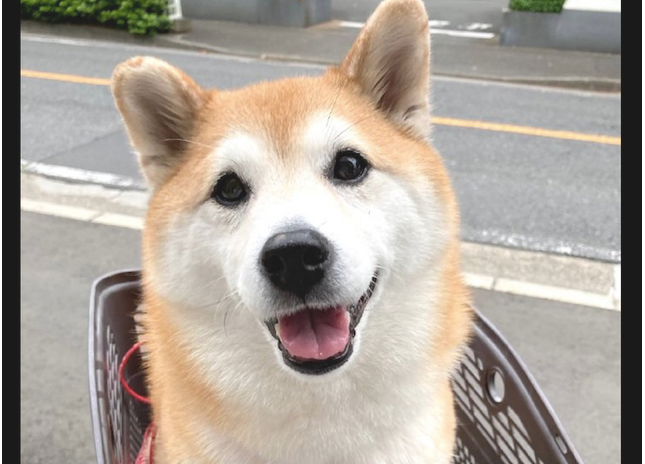 当狗狗获知到医院后，刚刚还乐滋滋的小表情，立刻就变成了苦瓜脸！