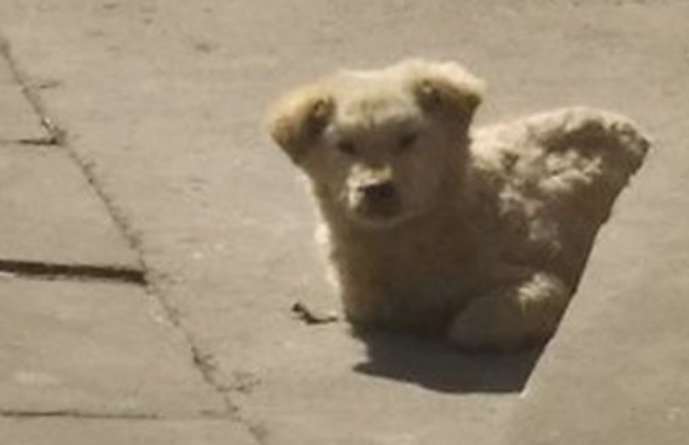大街上巧遇只流浪犬，总感觉它有哪些心思，送去查验后女生心都凉了