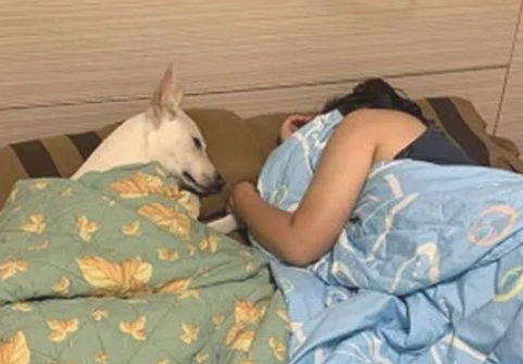 狗子提前睡在媳妇身旁，还目光暗示着他出去睡，网友笑哭