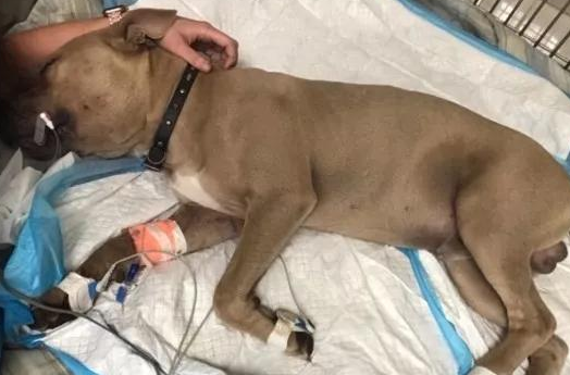 比特犬狂叫奔向小主人，竟叼出这条五颜六色蛇，第二天宣布没治