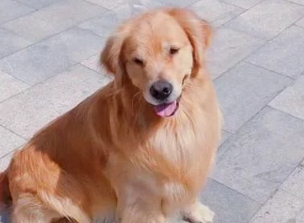 金毛不敢玩滑梯，主人假装晕倒，狗子冲上滑梯救主人