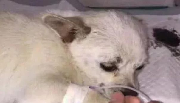 流浪狗得知自己将死，拖着最后一口气托孤，网友看后顿感责任重大