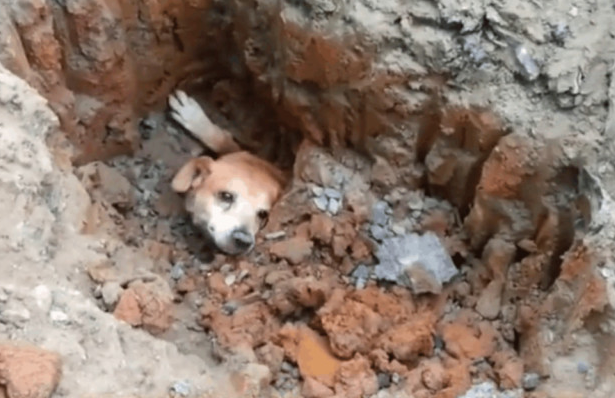 狗狗被埋土里惨叫求助，过路人立即入门刨土，全过程看见十分心痛