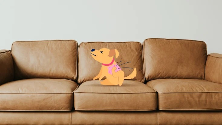 狗狗脓皮病(犬疥):病因、症状和治疗方法