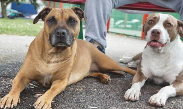 家犬不喜铲屎官摸其他狗,羡慕不止了?事实上和影响力受威协相关