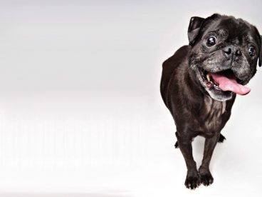 黑色八哥犬图片