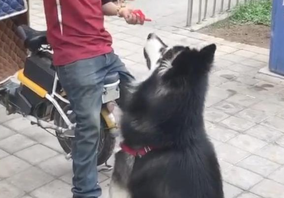 阿拉斯加犬赖上快递小哥,日夜兼程等投喂,铲屎官:究竟到底是谁主人家?