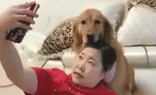 想和狗一起自拍，結果被金毛一前爪按着脑壳：别抢我摄像镜头