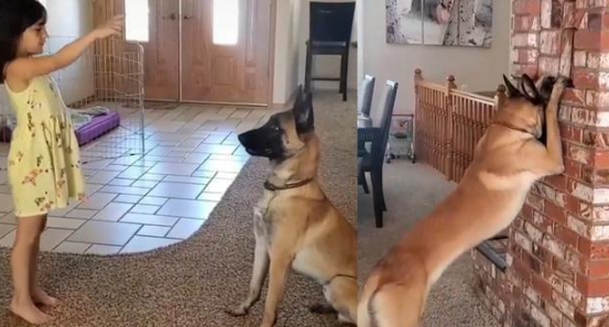 狗狗陪小主人躲猫猫，竟然低头乖乖默数还偷看？离成精不远了