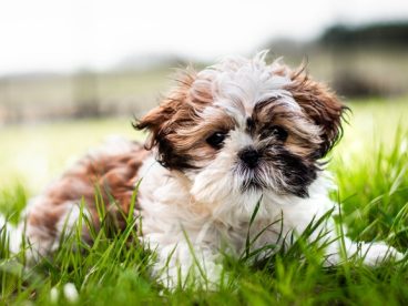 趴在草地的可爱西施犬图片