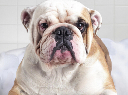 狗狗不幸掉河里 民警开汽艇救起小狗
