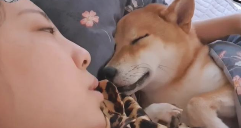 铲屎官捡了只柴犬帮自身暖床，二哈看后不高兴了：你外边有狗了