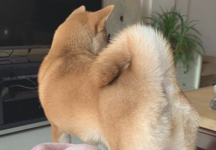 柴犬反映很灵敏，网友已经逗它玩，听见脚步声立刻提高警惕
