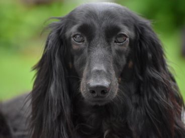 黑色腊肠犬狗图片