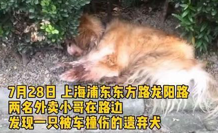 狗狗因年老被弃路边还被车撞，主人：狗老了不想养