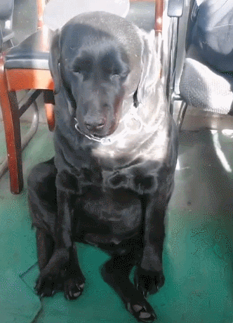 警犬拉拉刚出完任务，累的摇摇欲坠，再累也不趴着睡，辛苦了狗狗