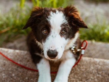 呆萌边牧成犬图片