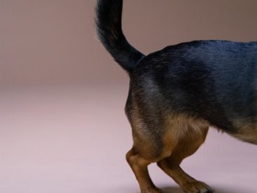 杜宾犬尾巴特写图片