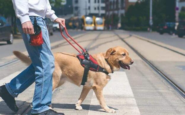 一只导盲犬成本高达22万，还需要保姆伺候：是谁把它们吹成神犬？