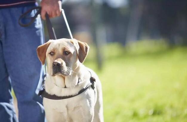 一只导盲犬成本高达22万，还需要保姆伺候：是谁把它们吹成神犬？