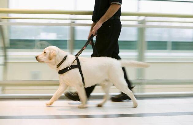 一只导盲犬成本高达22万，还需要保姆伺候：是谁把它们吹成神犬？