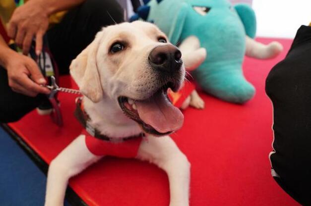 一只导盲犬成本高达22万，还需要保姆伺候：是谁把它们吹成神犬？