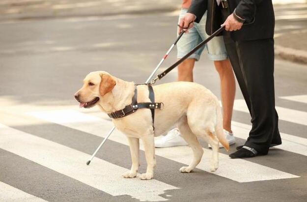 一只导盲犬成本高达22万，还需要保姆伺候：是谁把它们吹成神犬？