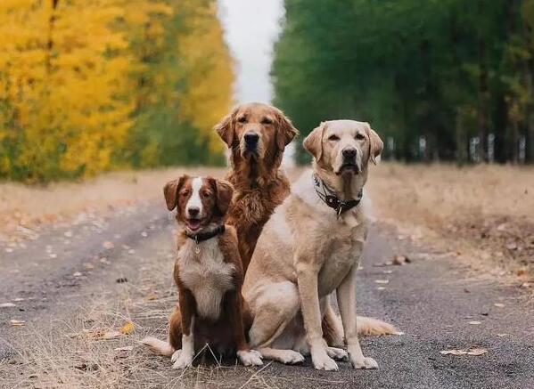 一只导盲犬成本高达22万，还需要保姆伺候：是谁把它们吹成神犬？