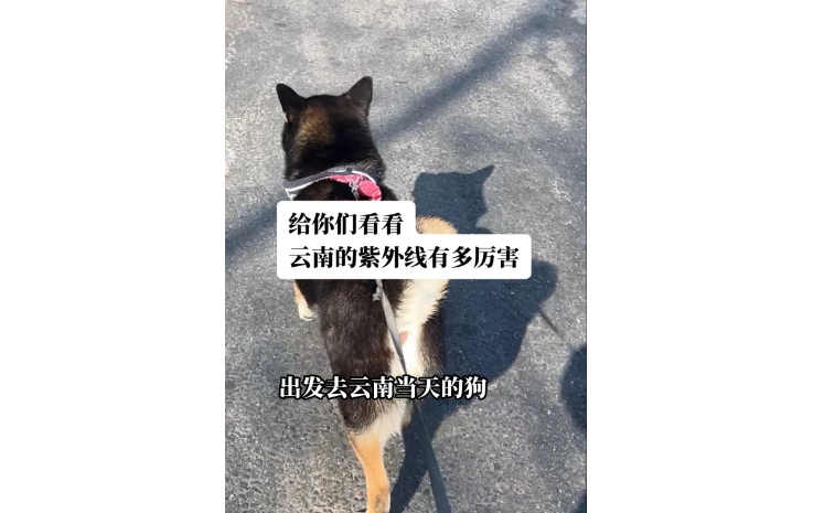 小狗去云南旅游每天晒太阳,结果紫外线太强,“菊花”竟然晒黑了…