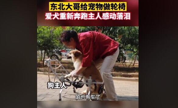 东北大哥给残疾狗做轮椅,爱犬带着专车奔跑,主人感动落泪