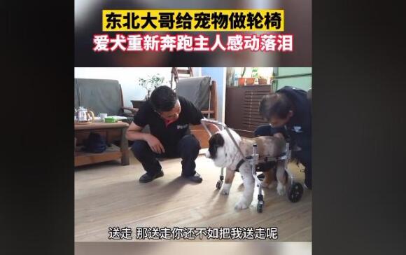 东北大哥给残疾狗做轮椅，爱犬带着专车奔跑，主人感动落泪