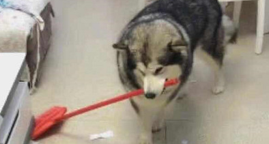 阿拉斯加犬撕家后被猫奴处罚清洁卫生，一脸憋屈又迫不得已从，网民：长记性了吧