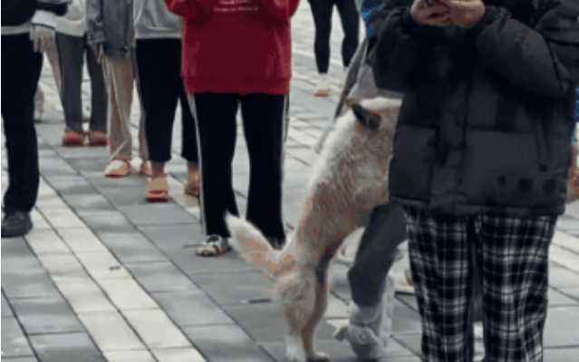 狗抢拖鞋就跑，排队女生当场社死。