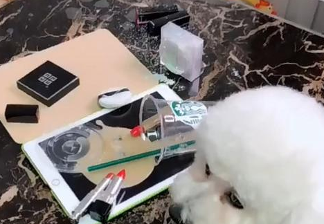 黑心男主人恶作剧，却要狗狗来担负不良影响，狗表明欺压老实巴交狗