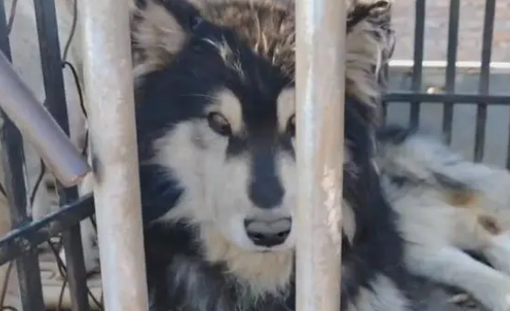 主人不想喂羊了，看了一辈子的老牧羊犬和怀孕的羊险些进了屠宰场