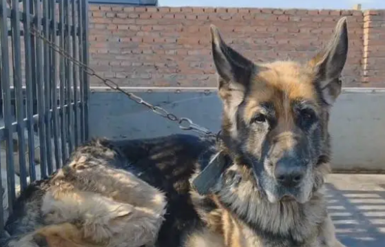 主人不想喂羊了，看了一辈子的老牧羊犬和怀孕的羊险些进了屠宰场