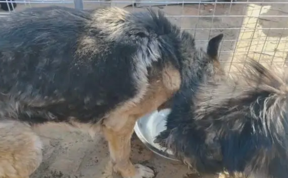 主人不想喂羊了，看了一辈子的老牧羊犬和怀孕的羊险些进了屠宰场