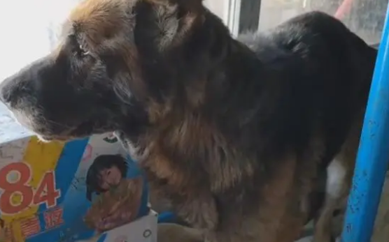 主人不想喂羊了，看了一辈子的老牧羊犬和怀孕的羊险些进了屠宰场