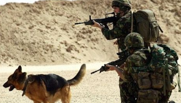 军犬出生入死却很难善终 英国231只军犬被安乐死