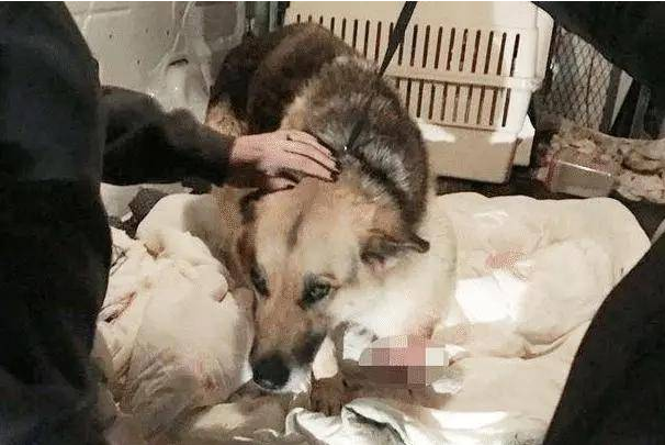 狗狗被主人家锁住丢弃，无吃吃喝喝的东西，为活下来忍疼将自身前腿啃掉