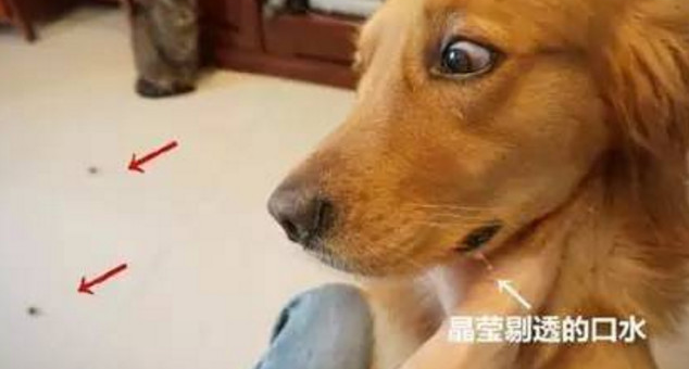 铲屎官竟那样欺压金毛，竟然当狗狗面吃了牛肉干，金毛：没有那样欺压狗的