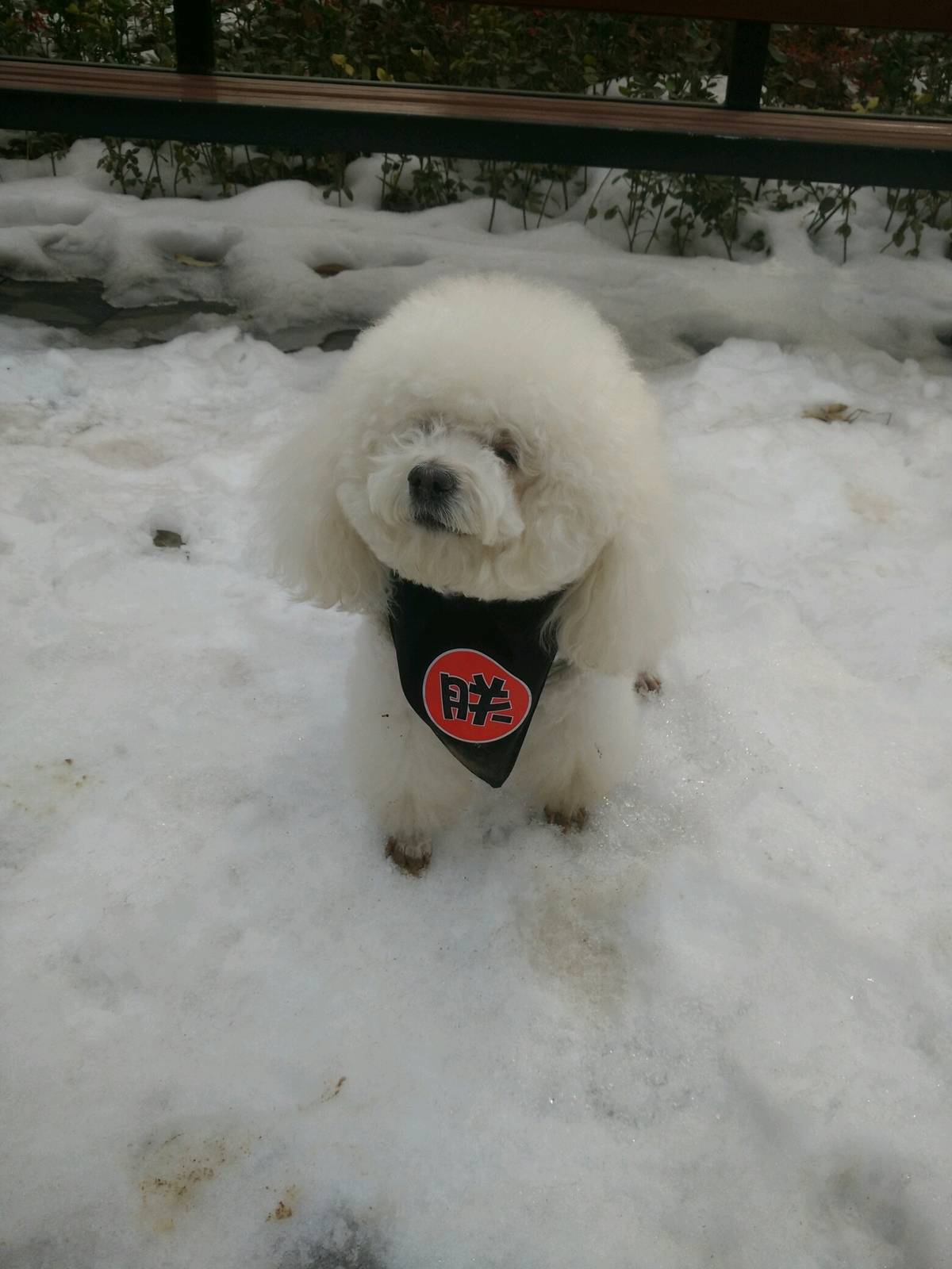 啦啦过完年就7周岁了，却是在今年第一次见识这么大的雪，嬉闹，玩耍，扮酷，耍帅，都会变成啦啦所怀念的事情。