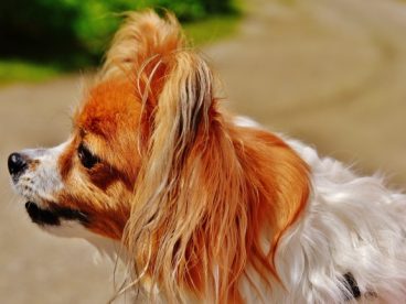 呆萌蝴蝶犬图片