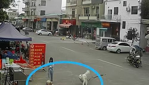 狗绳绊倒老人致其死亡，牵狗女孩逃离现场