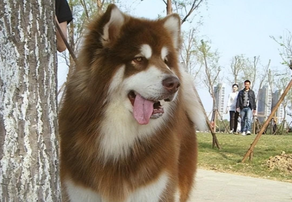狗狗被困天台，好心邻居帮忙喂养，一个月才发现被骗了