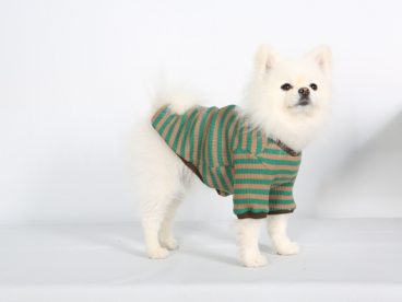 可爱白色博美犬狗狗图片
