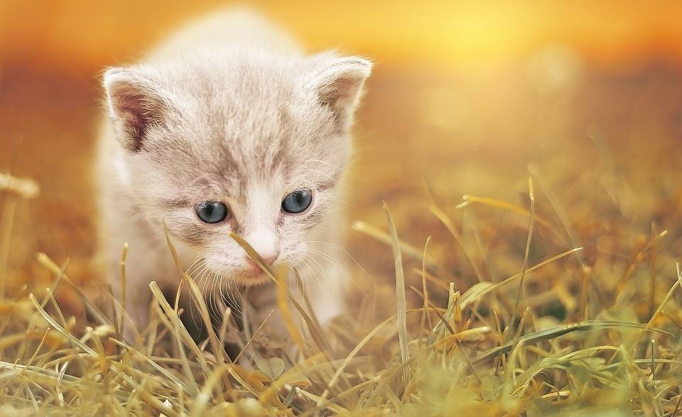 猫宝贝 小猫